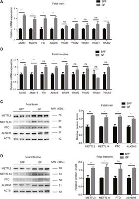 The Maternal Microbiome Programs the m6A Epitranscriptome of the Mouse Fetal Brain and Intestine